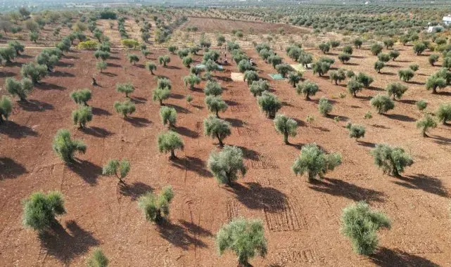 Kilis'te zeytin hasadı başladı