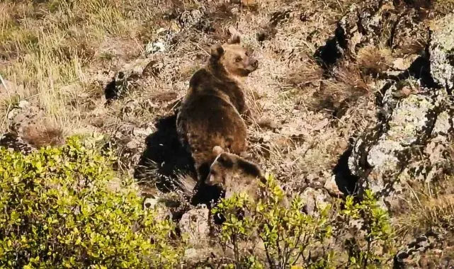 Ankara'da anne boz ayı ve 3 yavrusu görüntülendi