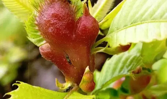 Kestane ormanı katili 'gal arısı'na, 'avcı böcekler' ile savaş açıldı