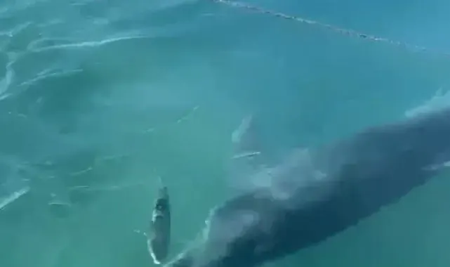 Yunusların balık avı