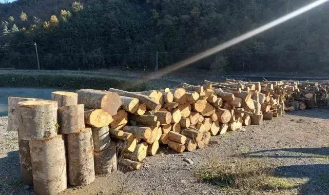 Artvin'de kooperatif başkanı eylemlerin yapıldığı alanda kaçak ağaç kesmekten gözaltına alındı
