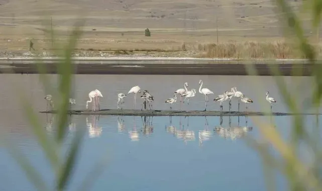 Ulaş Gölü'nde flamingo sürprizi, kuraklıkla boğuşan göl renklendi