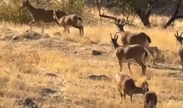 Elazığ'da koruma altında olan dağ keçileri görüldü