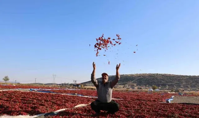 En acı hasat: Maraş biberinde üretim 50 bin ton