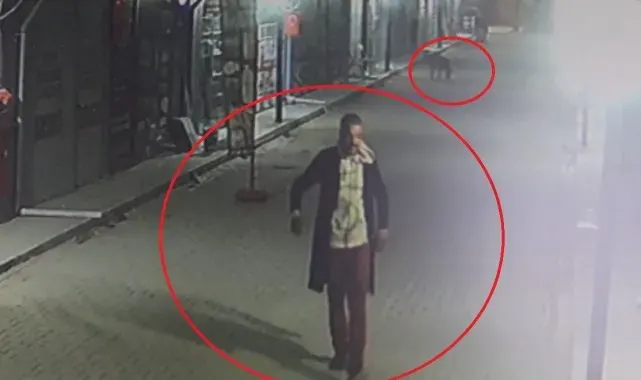 Akılalmaz olay: İş yerinin kapısını açıp kedileri köpeklere parçalattı