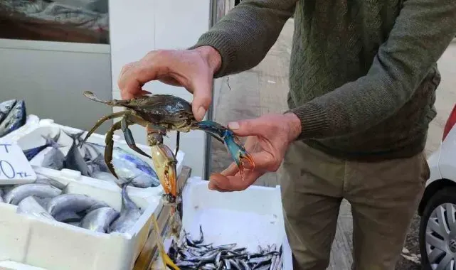 Sinop'ta nadir görülen mavi yengeç ağa takıldı