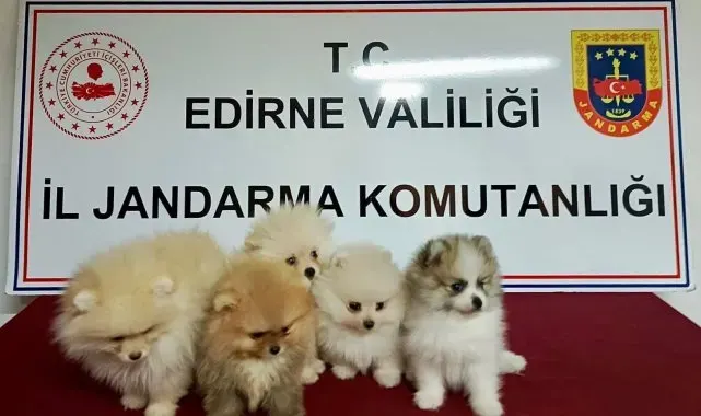 Cins köpekler jandarmayı geçemedi