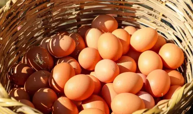 Ordu'da yumurta sektörü ayağa kalktı