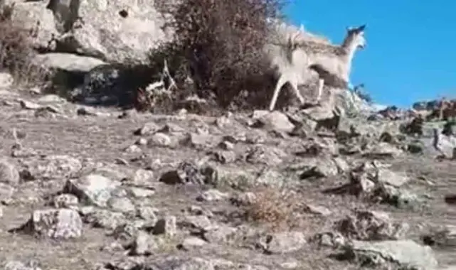 Mardin'de ceylan görüntülendi