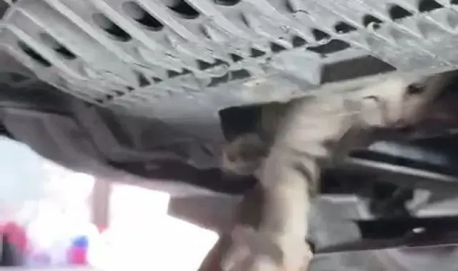 Otomobile giren kediyi tamircide çıkardılar