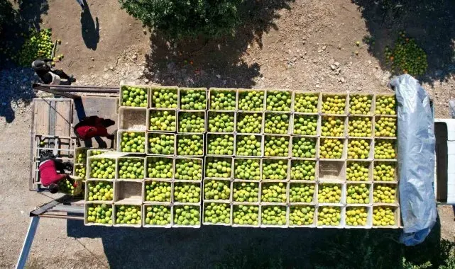 Adana'da portakaldan 371 bin ton verim bekleniyor