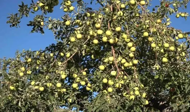 Erciş'te kışlık elma hasadı başladı