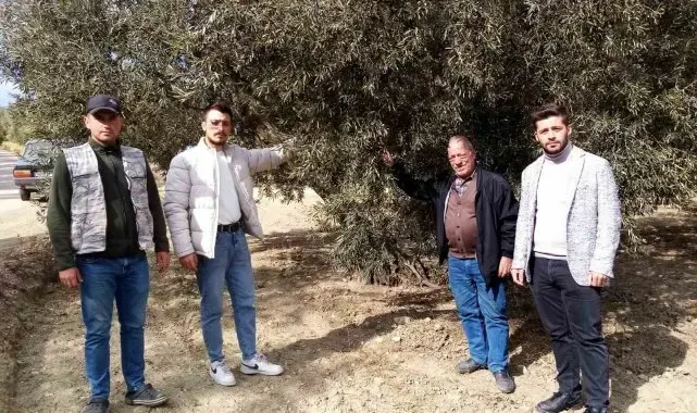Susuzluk zeytin ağaçlarını da etkiledi