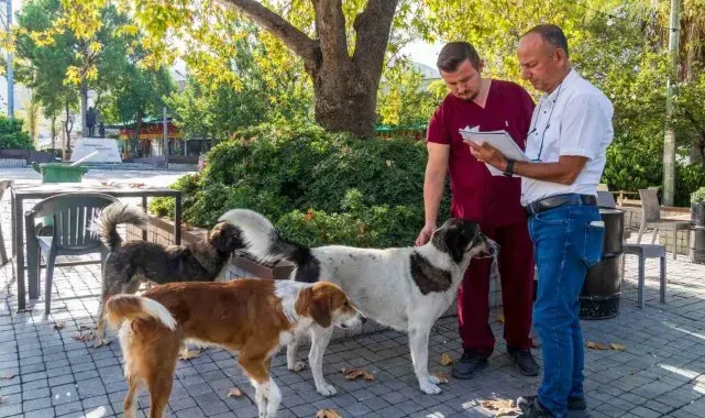 İzmir'de sahipsiz köpeklerin sayımı başladı