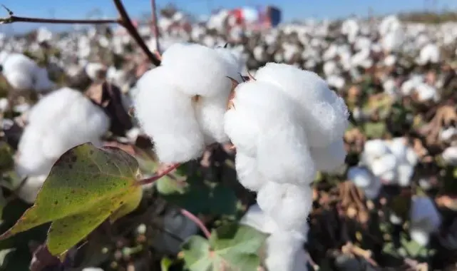 Denizli'de beyaz altın hasadı başladı