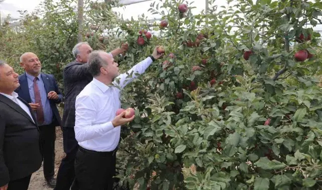 Niğde Ömer Halisdemir Üniversitesinde 200 ton elma hasadı yapıldı