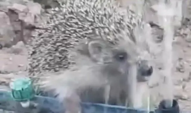 Hortumdan kana kana su içen kirpinin sevimli halleri gülümsetti