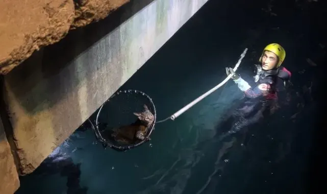 Sarıyer'de denize düşen kediyi kurtarma operasyonu