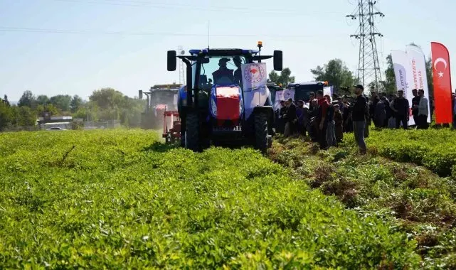 Şırnak'ta yer fıstığı hasadına başlandı