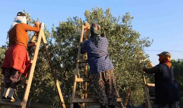 Ayvalık'ta dua ve hayır yemekleriyle ilk hasat