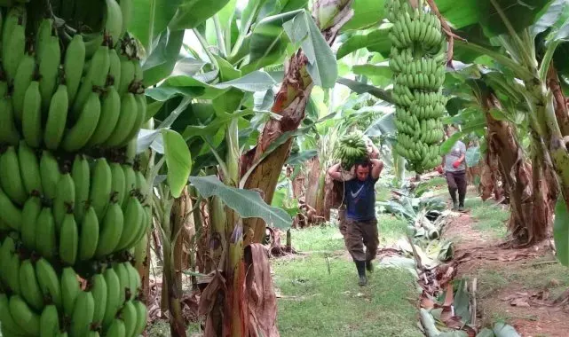 Muzun başkentinde hasat sezonu başladı: Tüketilen her iki muzdan biri Mersin'den